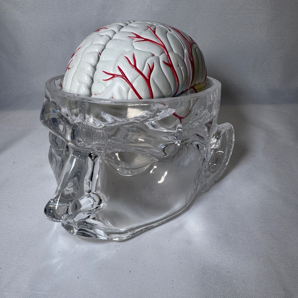 Vintage Seroquel Pharma Promo Anatomical Brain Model Clear Head 4 Part Brain
